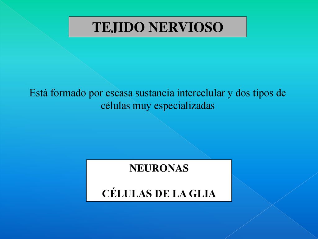TEJIDO NERVIOSO Está formado por escasa sustancia intercelular y dos tipos de células muy especializadas.