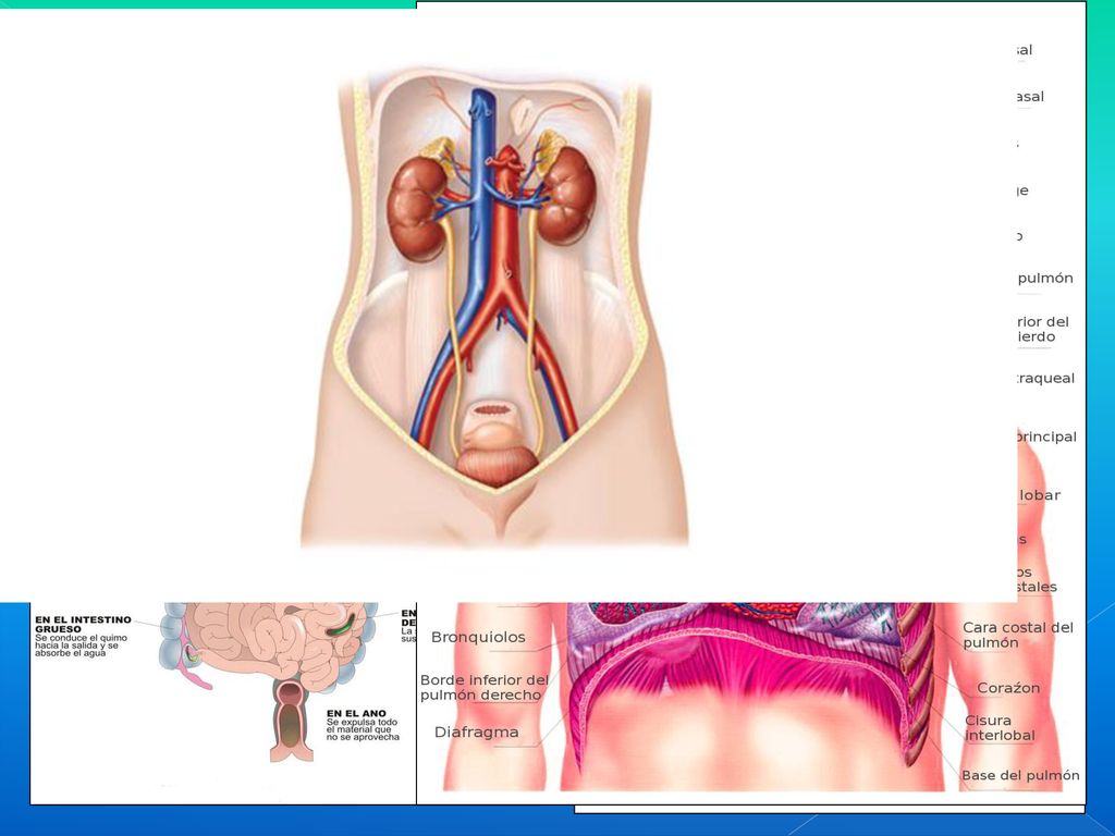 APARATO DIGESTIVO APARATO RESPIRATORIO APARATO CIRCULATORIO APARATO EXCRETOR APARATO REPRODUCTOR