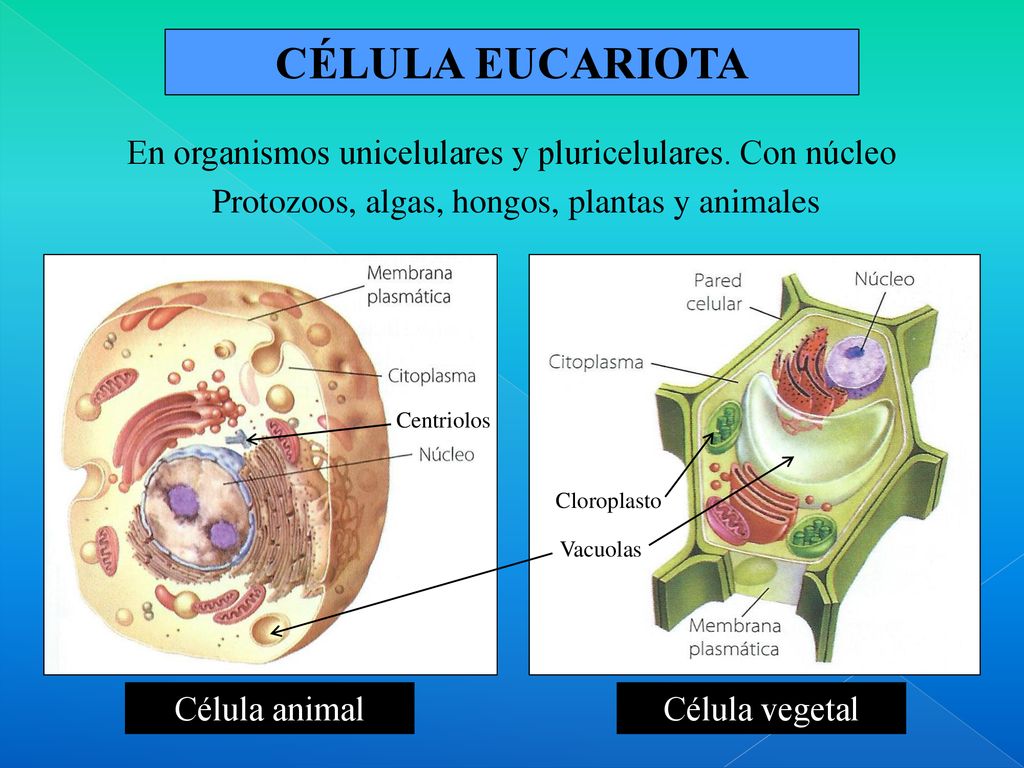 CÉLULA EUCARIOTA En organismos unicelulares y pluricelulares. Con núcleo. Protozoos, algas, hongos, plantas y animales.