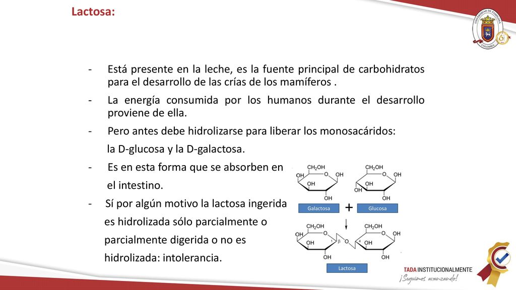 Lactosa: Está presente en la leche, es la fuente principal de carbohidratos para el desarrollo de las crías de los mamíferos .