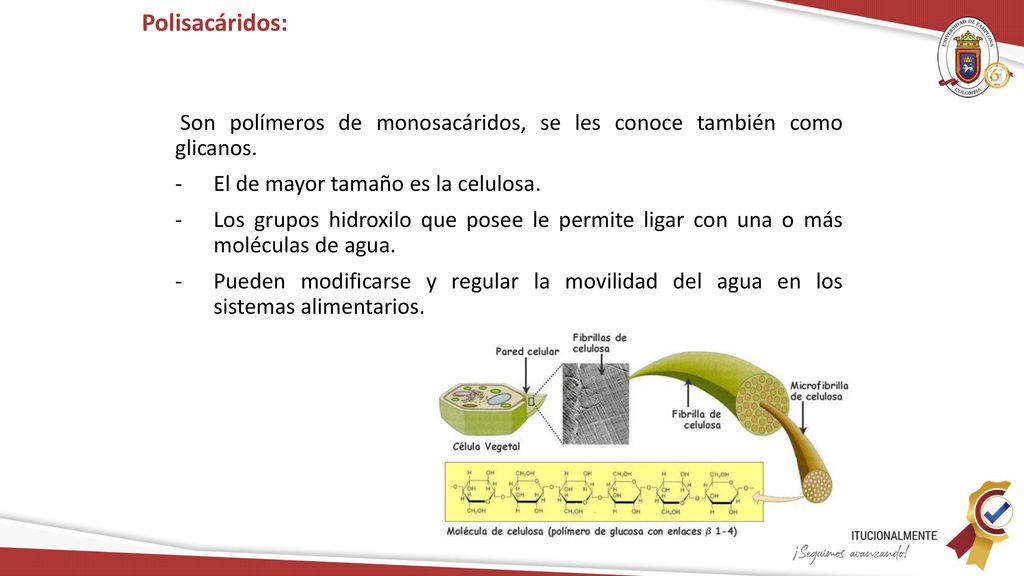 Polisacáridos: Son polímeros de monosacáridos, se les conoce también como glicanos. El de mayor tamaño es la celulosa.