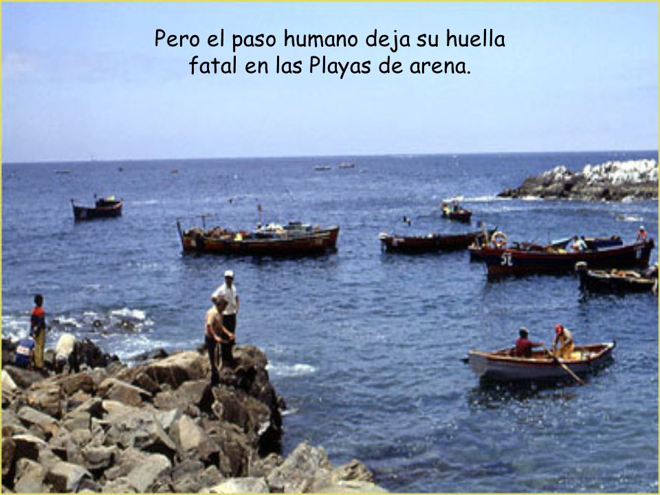 Pero el paso humano deja su huella fatal en las Playas de arena.