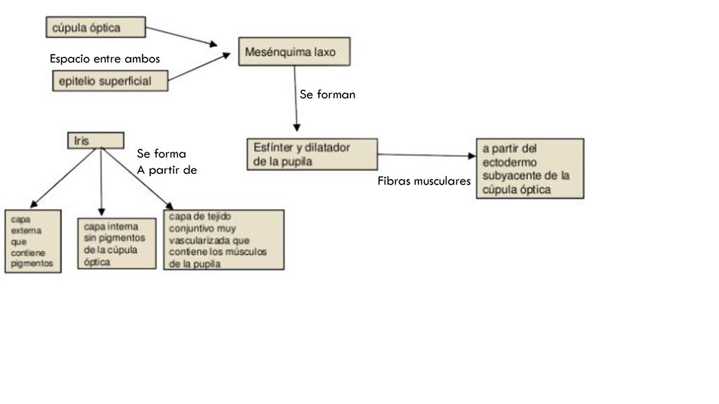 Espacio entre ambos Se forman Se forma A partir de Fibras musculares