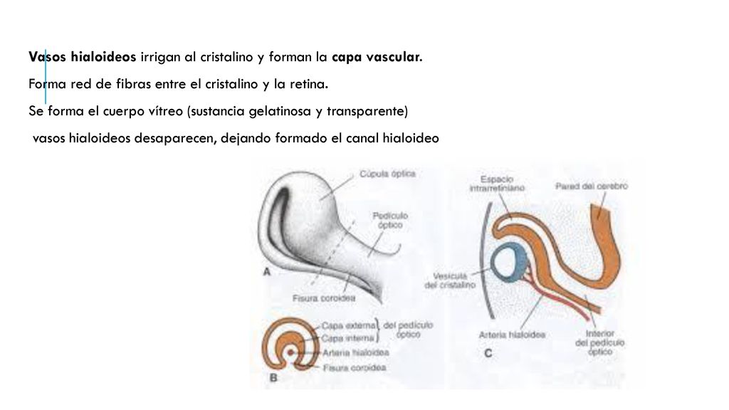 Vasos hialoideos irrigan al cristalino y forman la capa vascular.