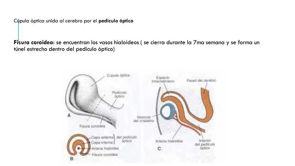 Cúpula óptica unida al cerebro por el pedículo óptico