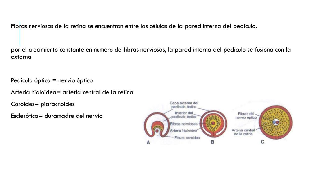 Fibras nerviosas de la retina se encuentran entre las células de la pared interna del pedículo.
