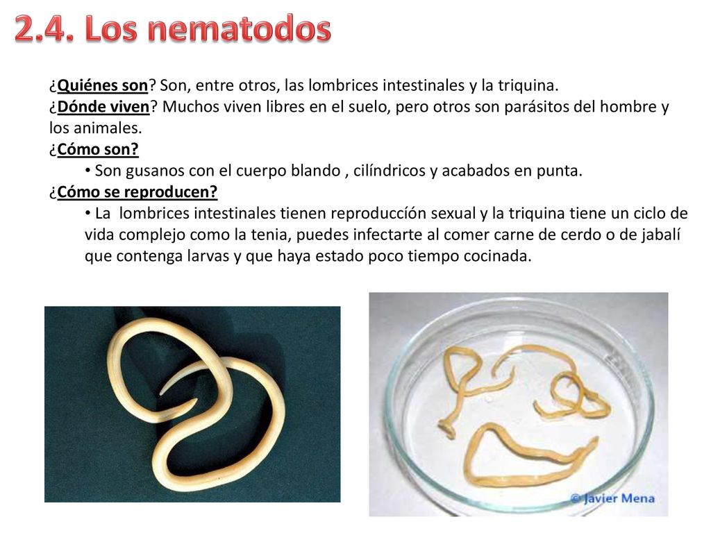 2.4. Los nematodos ¿Quiénes son Son, entre otros, las lombrices intestinales y la triquina.