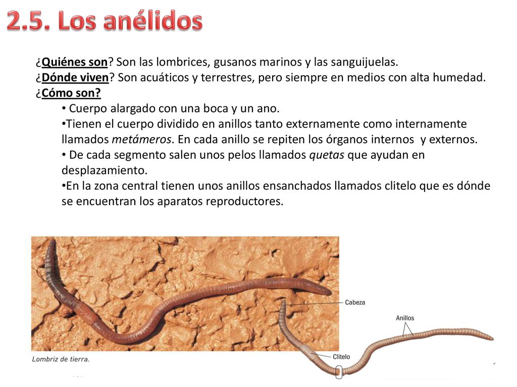 2.5. Los anélidos ¿Quiénes son Son las lombrices, gusanos marinos y las sanguijuelas.