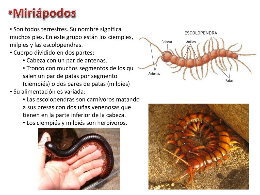 Miriápodos Son todos terrestres. Su nombre significa muchos pies. En este grupo están los ciempies, milpies y las escolopendras.