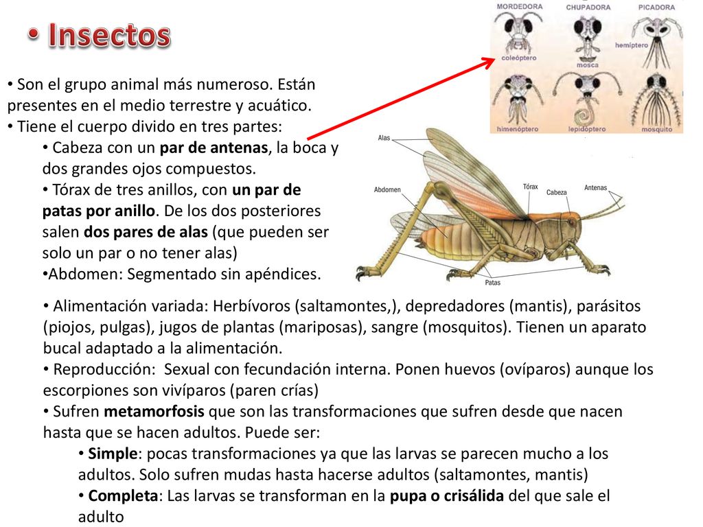 Insectos Son el grupo animal más numeroso. Están presentes en el medio terrestre y acuático. Tiene el cuerpo divido en tres partes: