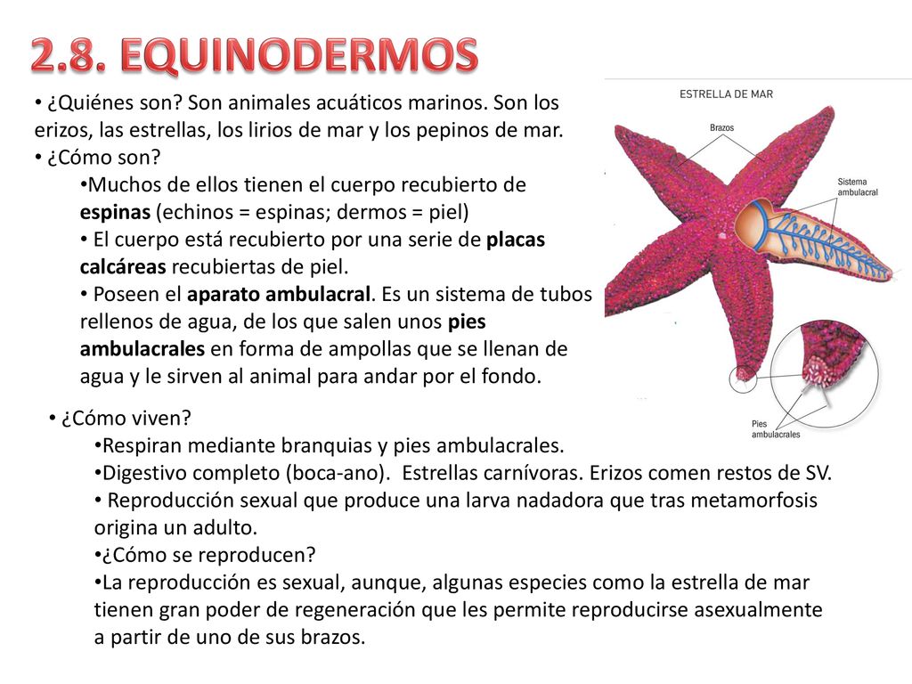 2.8. EQUINODERMOS ¿Quiénes son Son animales acuáticos marinos. Son los erizos, las estrellas, los lirios de mar y los pepinos de mar.