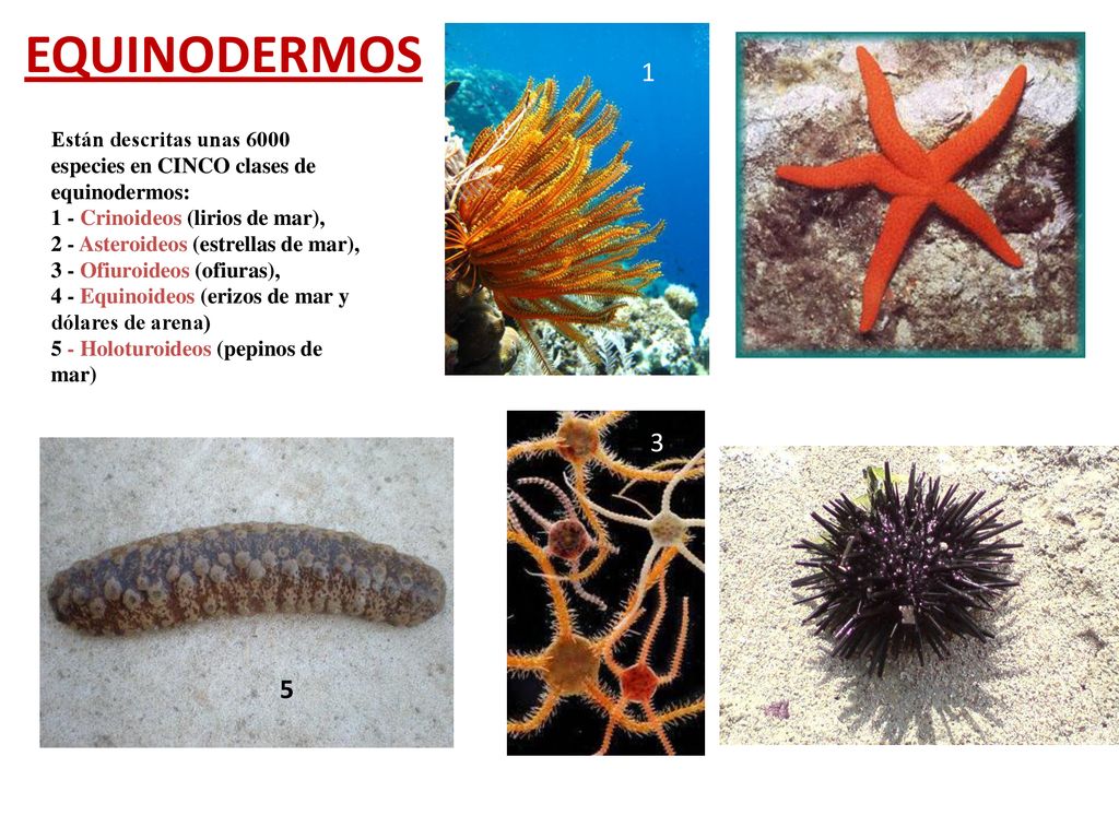 EQUINODERMOS 1. Están descritas unas 6000 especies en CINCO clases de equinodermos: 1 - Crinoideos (lirios de mar),