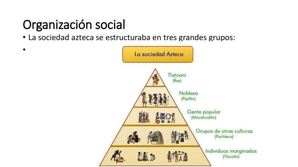 Organización social La sociedad azteca se estructuraba en tres grandes grupos: