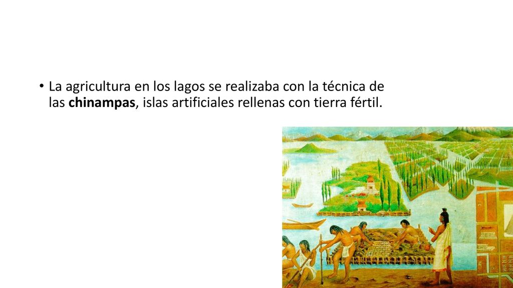 La agricultura en los lagos se realizaba con la técnica de las chinampas, islas artificiales rellenas con tierra fértil.