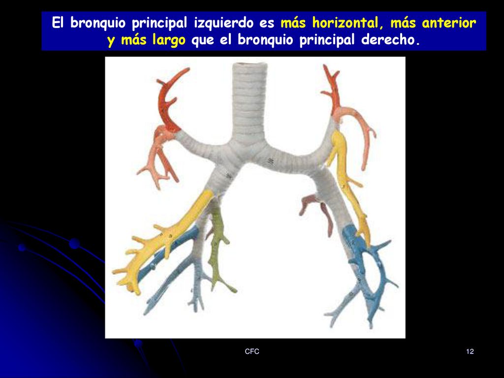 El bronquio principal izquierdo es más horizontal, más anterior y más largo que el bronquio principal derecho.
