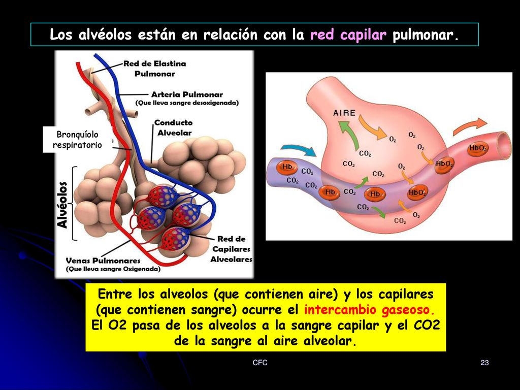 Los alvéolos están en relación con la red capilar pulmonar.