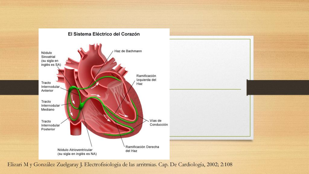 Elizari M y González Zuelgaray J. Electrofisiología de las arritmias