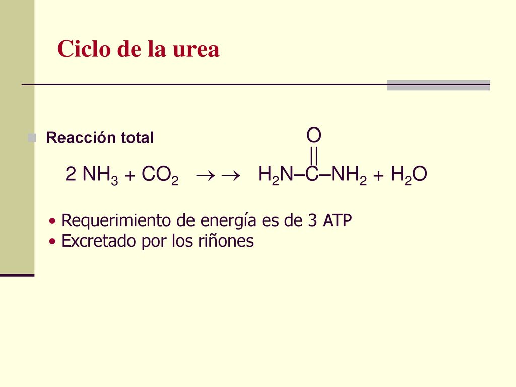 Ciclo de la urea O || 2 NH3 + CO2   H2N–C–NH2 + H2O
