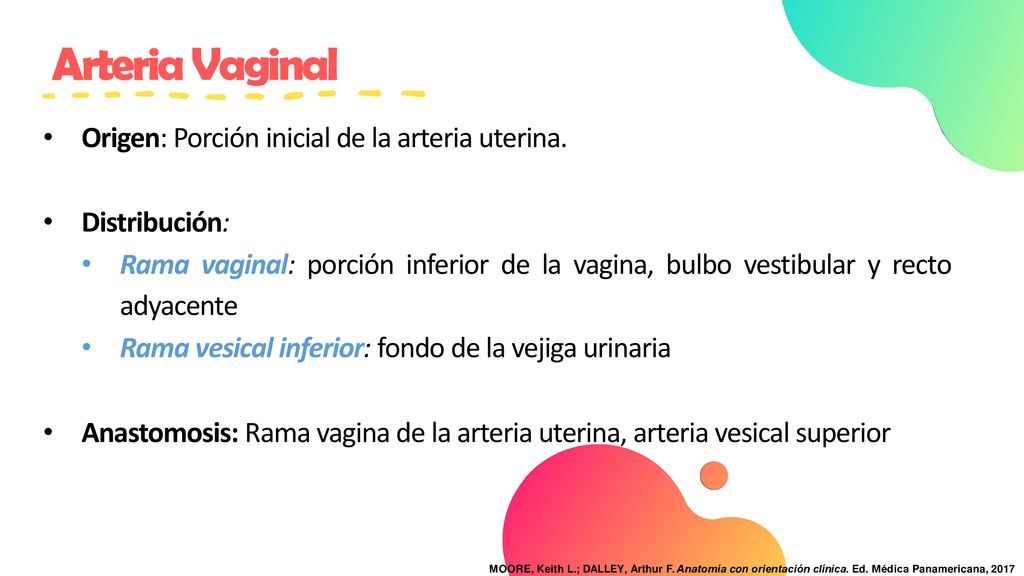 Arteria Vaginal Origen: Porción inicial de la arteria uterina.