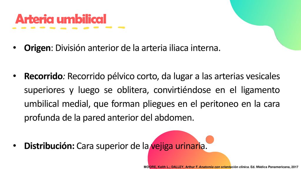 Arteria umbilical Origen: División anterior de la arteria iliaca interna.