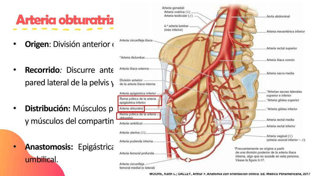 Arteria obturatriz Origen: División anterior de la arteria iliaca interna.