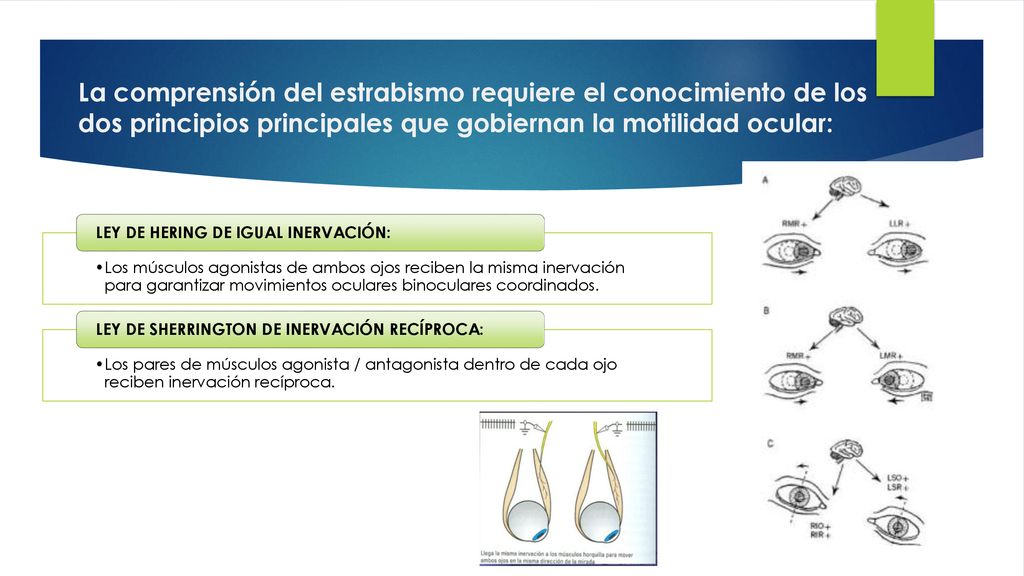 La comprensión del estrabismo requiere el conocimiento de los dos principios principales que gobiernan la motilidad ocular: