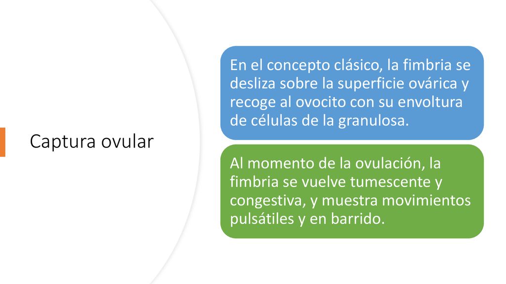 En el concepto clásico, la fimbria se desliza sobre la superficie ovárica y recoge al ovocito con su envoltura de células de la granulosa.