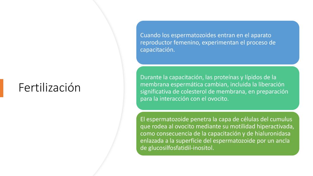 Cuando los espermatozoides entran en el aparato reproductor femenino, experimentan el proceso de capacitación.