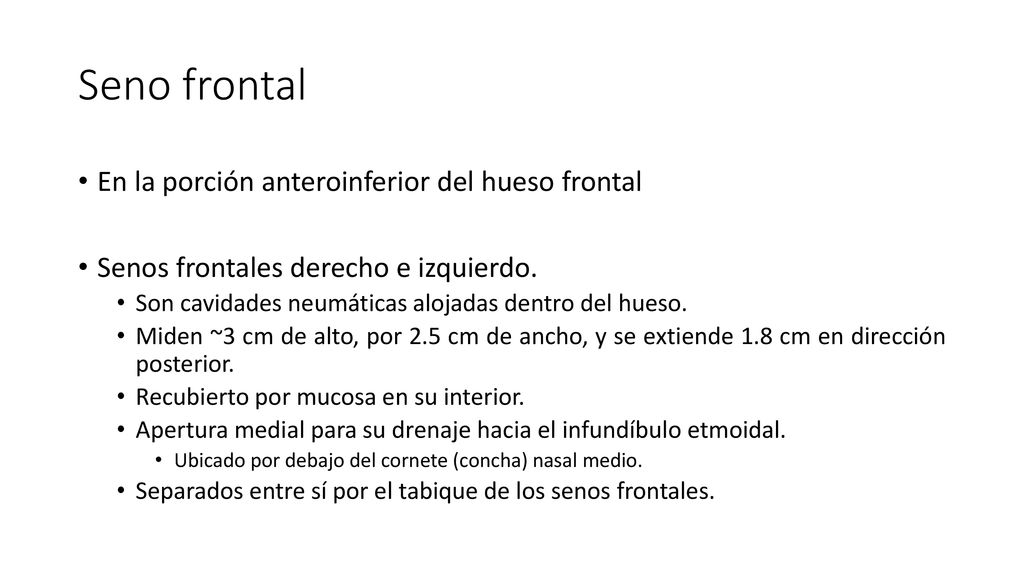 Seno frontal En la porción anteroinferior del hueso frontal