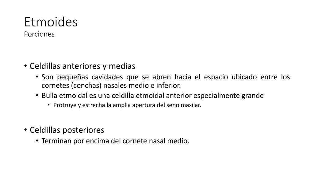 Etmoides Porciones Celdillas anteriores y medias Celdillas posteriores