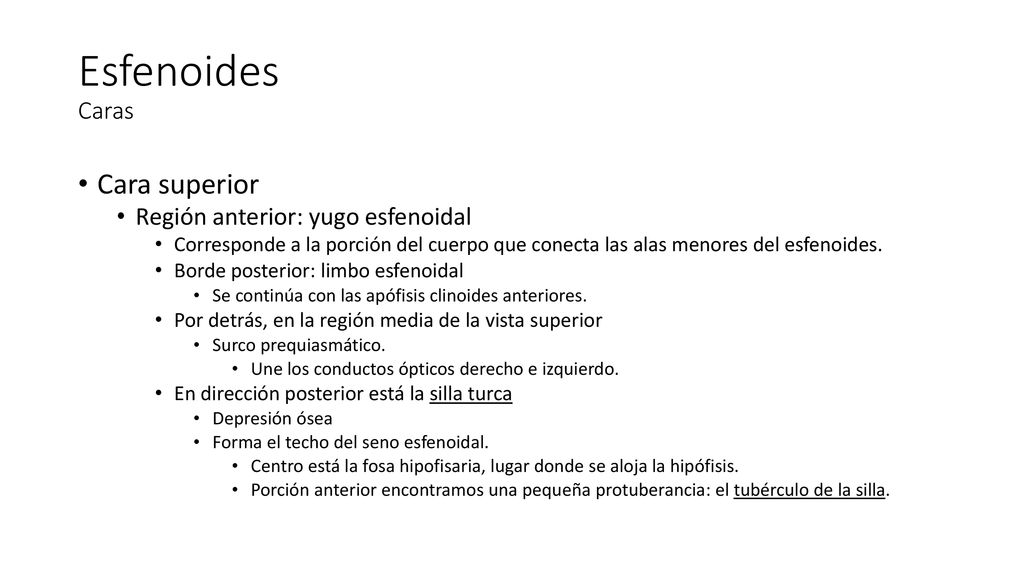 Esfenoides Caras Cara superior Región anterior: yugo esfenoidal