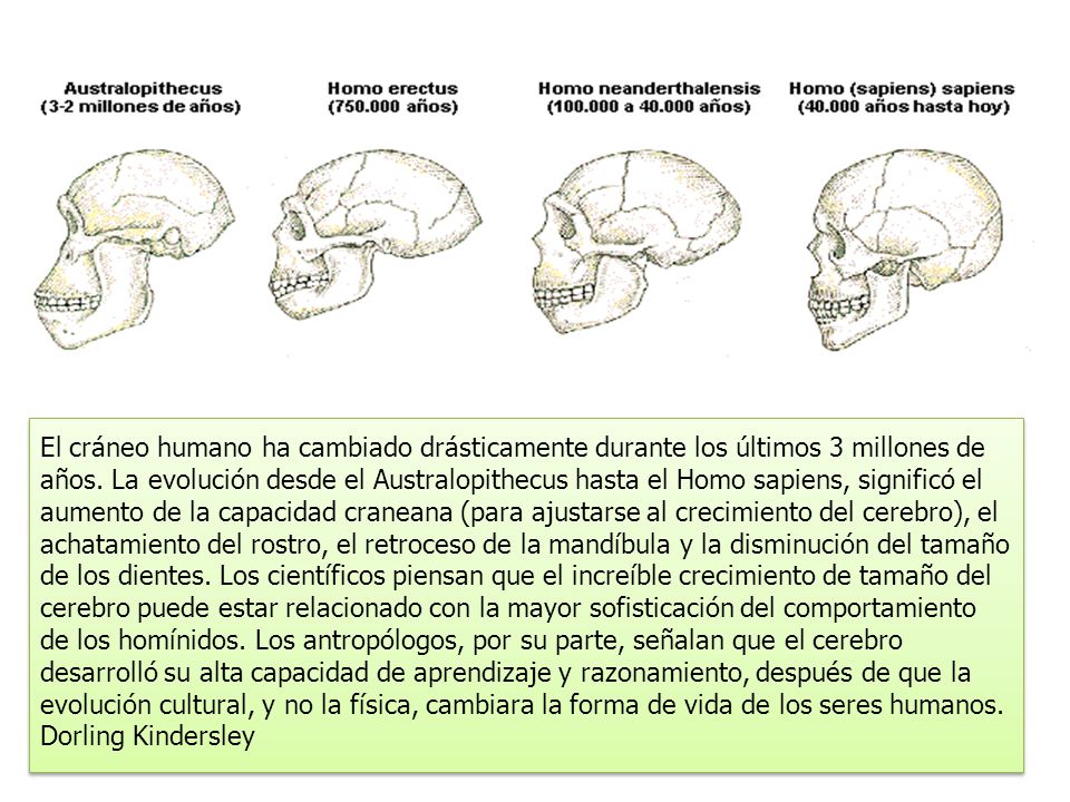 El cráneo humano ha cambiado drásticamente durante los últimos 3 millones de años.