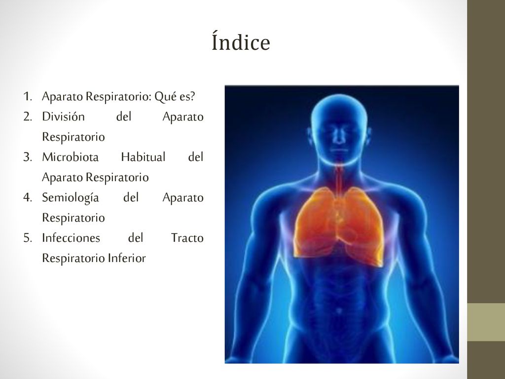Índice Aparato Respiratorio: Qué es División del Aparato Respiratorio