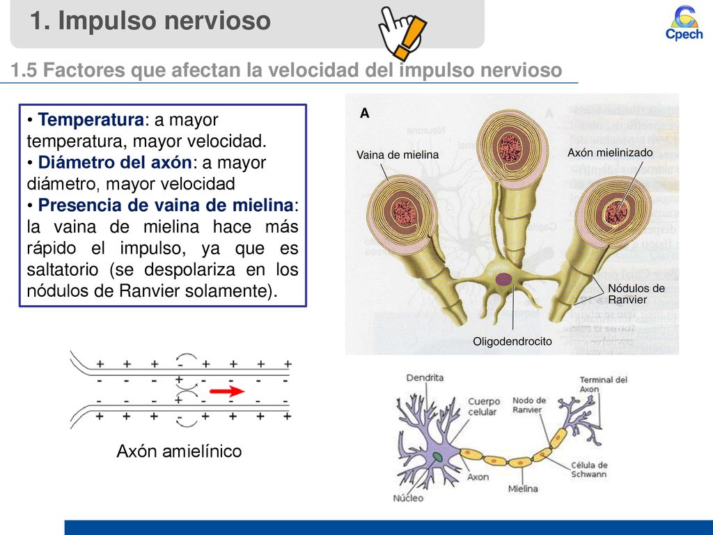 1. Impulso nervioso 1.5 Factores que afectan la velocidad del impulso nervioso. Temperatura: a mayor temperatura, mayor velocidad.