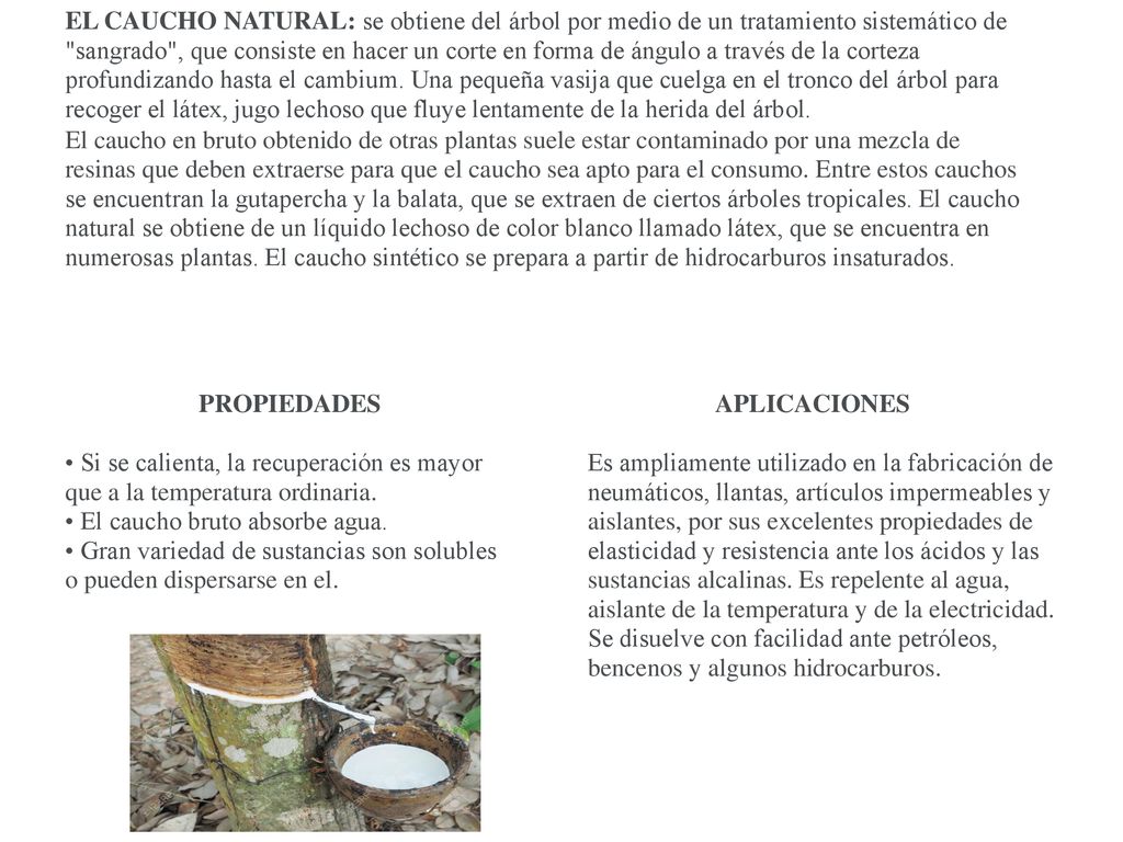 EL CAUCHO NATURAL: se obtiene del árbol por medio de un tratamiento sistemático de sangrado , que consiste en hacer un corte en forma de ángulo a través de la corteza profundizando hasta el cambium. Una pequeña vasija que cuelga en el tronco del árbol para recoger el látex, jugo lechoso que fluye lentamente de la herida del árbol. El caucho en bruto obtenido de otras plantas suele estar contaminado por una mezcla de resinas que deben extraerse para que el caucho sea apto para el consumo. Entre estos cauchos se encuentran la gutapercha y la balata, que se extraen de ciertos árboles tropicales. El caucho natural se obtiene de un líquido lechoso de color blanco llamado látex, que se encuentra en numerosas plantas. El caucho sintético se prepara a partir de hidrocarburos insaturados.