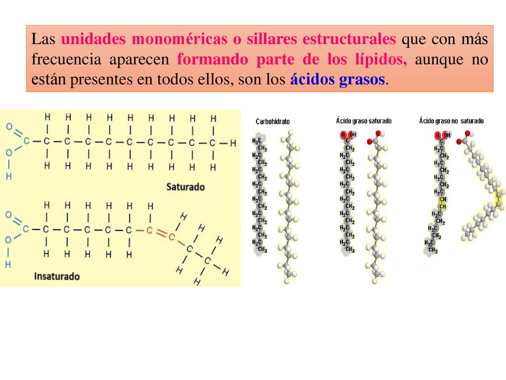 Las unidades monoméricas o sillares estructurales que con más frecuencia aparecen formando parte de los lípidos, aunque no están presentes en todos ellos, son los ácidos grasos.