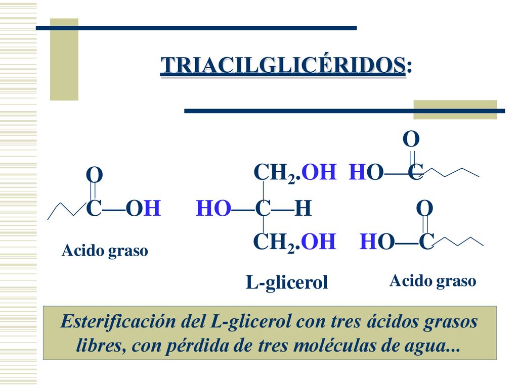 TRIACILGLICÉRIDOS: O CH2.OH HO C O C—OH HO—C—H O CH2.OH HO—C