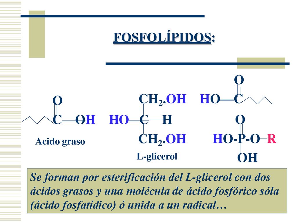 FOSFOLÍPIDOS: O CH2.OH HO—C O C OH HO C H CH2.OH O HO-P-O R OH
