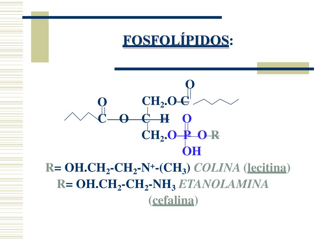 FOSFOLÍPIDOS: O CH2.O C O C O C H O CH2.O P O R OH
