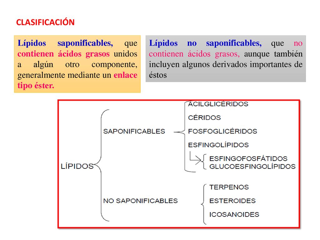 CLASIFICACIÓN Lípidos saponificables, que contienen ácidos grasos unidos a algún otro componente, generalmente mediante un enlace tipo éster.