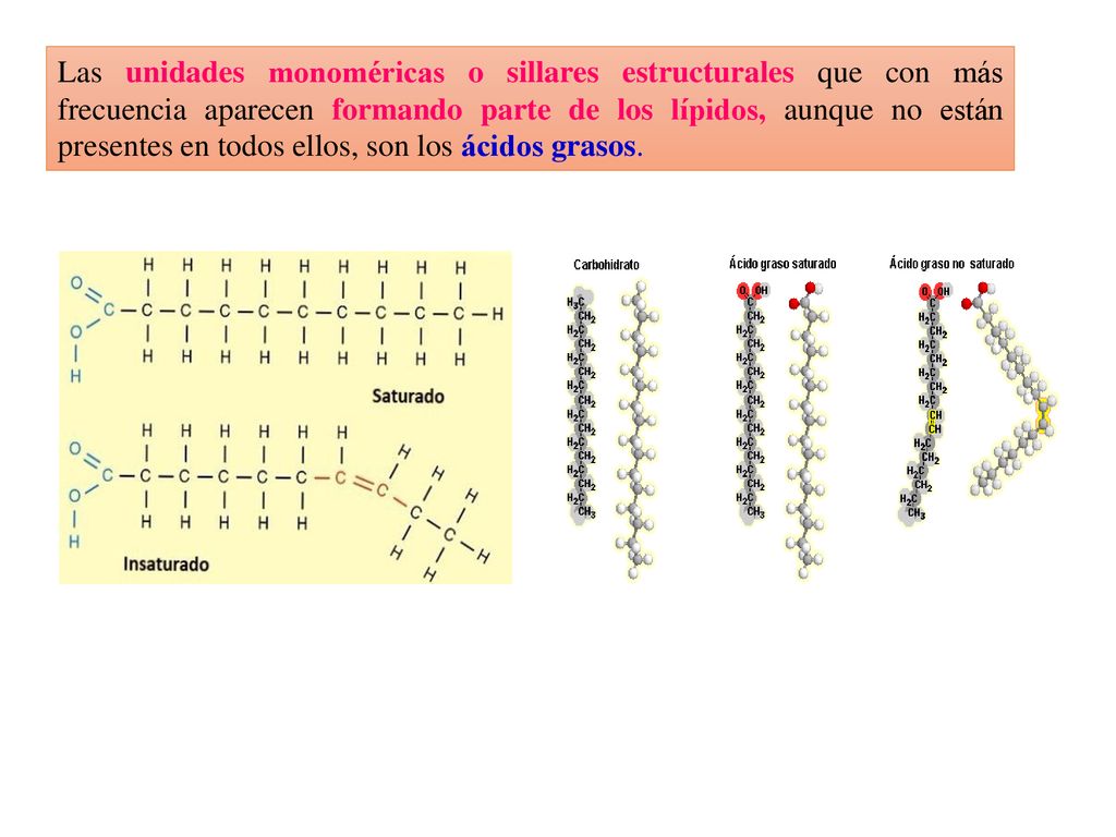 Las unidades monoméricas o sillares estructurales que con más frecuencia aparecen formando parte de los lípidos, aunque no están presentes en todos ellos, son los ácidos grasos.