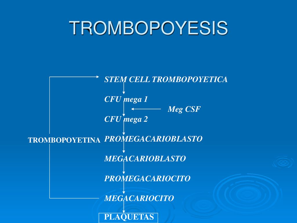 TROMBOPOYESIS STEM CELL TROMBOPOYETICA CFU mega 1 Meg CSF CFU mega 2