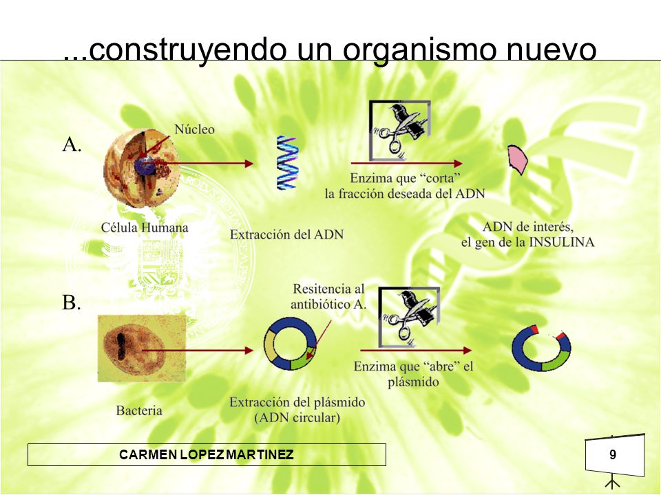 ...construyendo un organismo nuevo