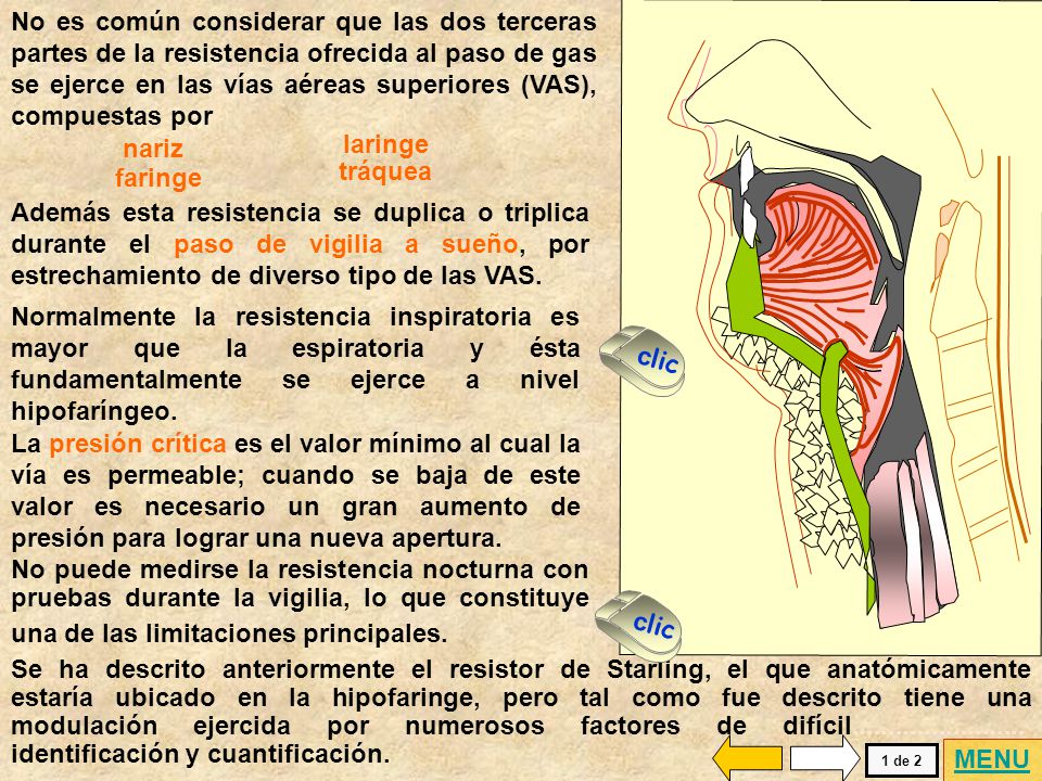 No es común considerar que las dos terceras partes de la resistencia ofrecida al paso de gas se ejerce en las vías aéreas superiores (VAS), compuestas por