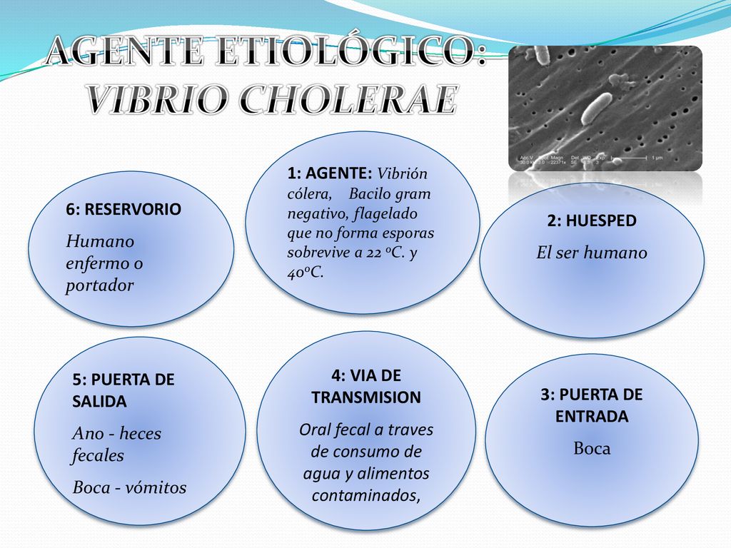 Oral fecal a traves de consumo de agua y alimentos contaminados,