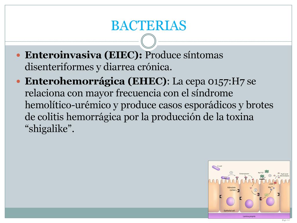 BACTERIAS Enteroinvasiva (EIEC): Produce síntomas disenteriformes y diarrea crónica.