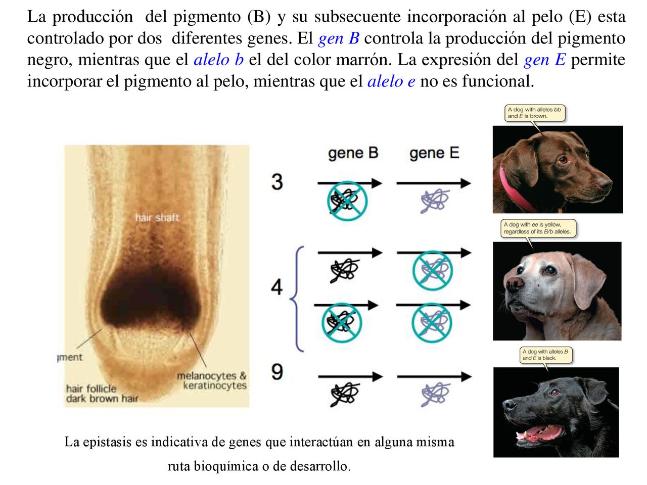 La producción del pigmento (B) y su subsecuente incorporación al pelo (E) esta controlado por dos diferentes genes. El gen B controla la producción del pigmento negro, mientras que el alelo b el del color marrón. La expresión del gen E permite incorporar el pigmento al pelo, mientras que el alelo e no es funcional.