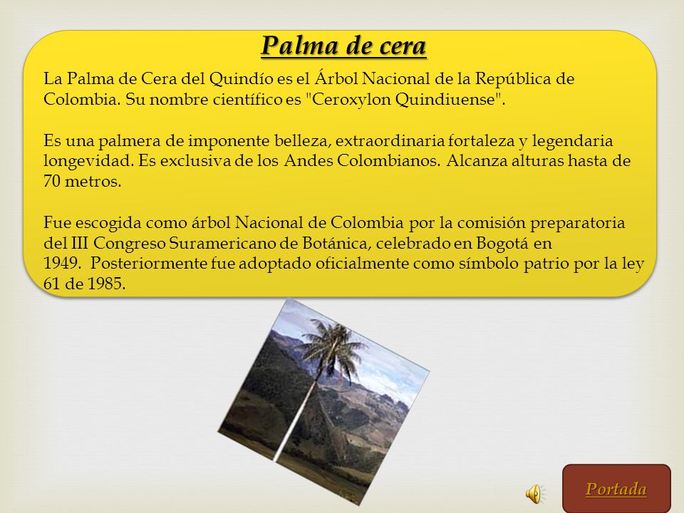 Palma de cera La Palma de Cera del Quindío es el Árbol Nacional de la República de Colombia. Su nombre científico es Ceroxylon Quindiuense .