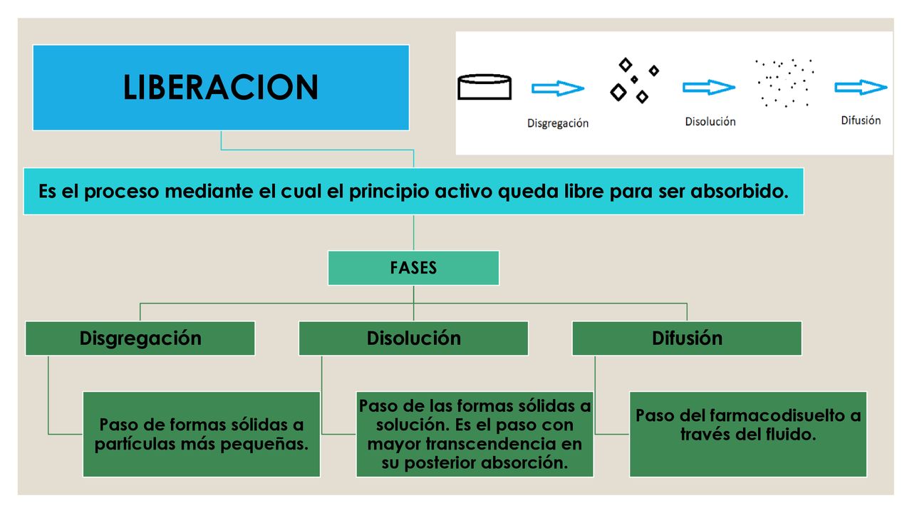 LIBERACION Es el proceso mediante el cual el principio activo queda libre para ser absorbido. FASES.