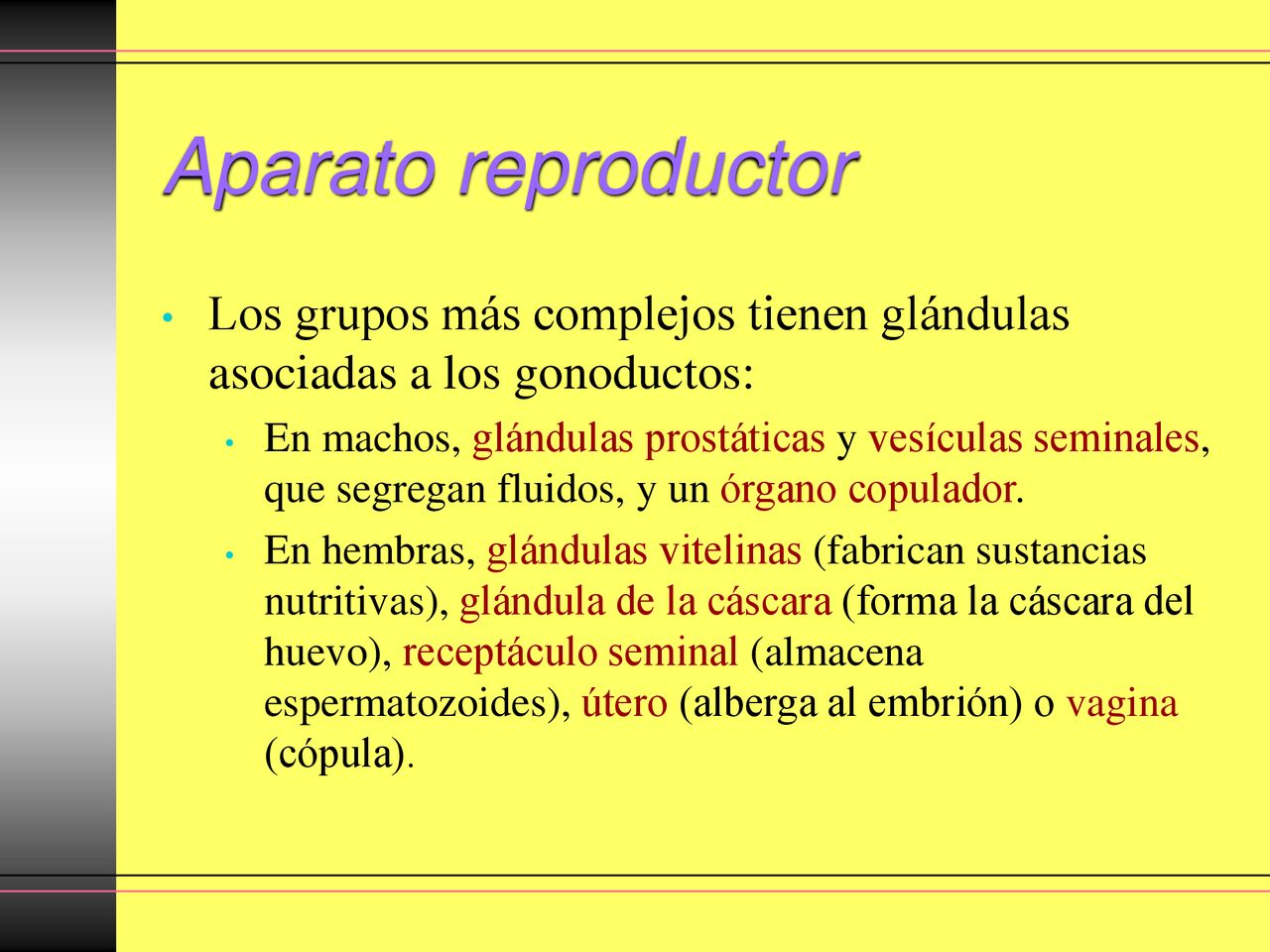 Aparato reproductor Los grupos más complejos tienen glándulas asociadas a los gonoductos: